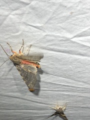 Pseudohemihyalea labecula