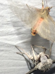 Pseudohemihyalea labecula