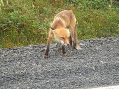 Vulpes vulpes deletrix