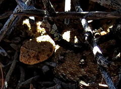 Bitis schneideri
