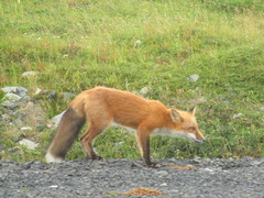 Vulpes vulpes deletrix