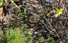 Oxalis pes-caprae pes-caprae