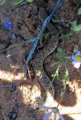 Bitis schneideri