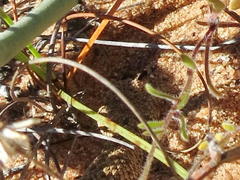 Bitis schneideri