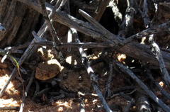 Bitis schneideri