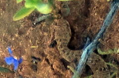 Bitis schneideri