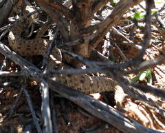 Bitis schneideri