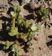 Mesembryanthemum nodiflorum