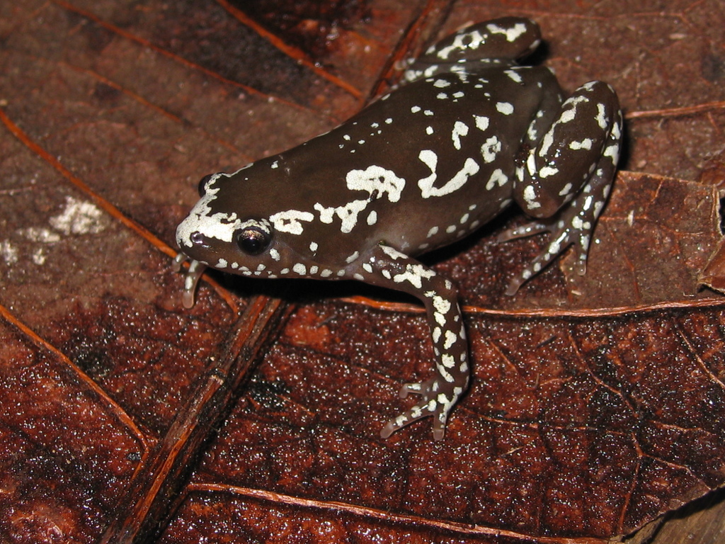 Cecilia Humming Frog