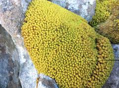 Hypodontium pomiforme