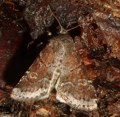 Oligia minuscula