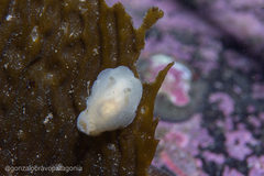 Diaulula punctuolata