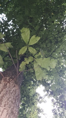 Quercus × leana