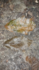 Quercus × leana