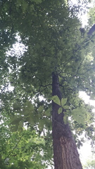 Quercus × leana