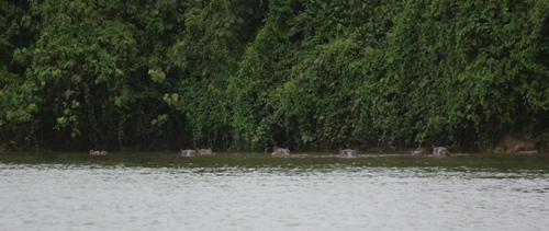 Common Hippopotamus