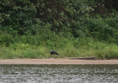 African Woolly-necked Stork