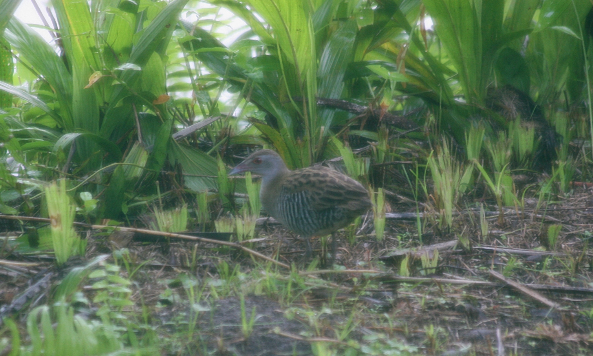 African Crake illustration