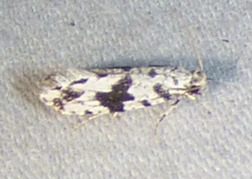 Black-patched Nemapogon