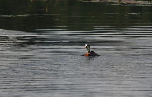 African Pygmy-Goose