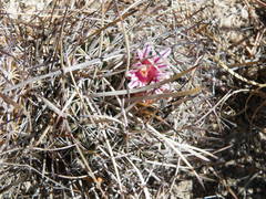 Echinofossulocactus ochoterenaus