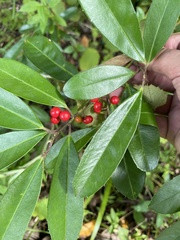 Ilex cassine image