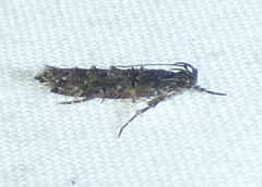 Epermeniidae