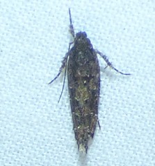 Epermeniidae