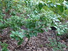 Sarcococca hookeriana digyna