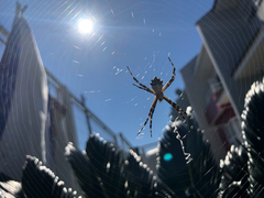 Argiope argentata