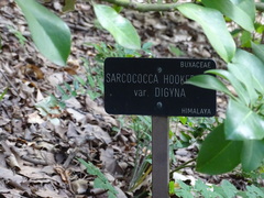 Sarcococca hookeriana digyna