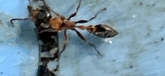 Pseudomyrmex gracilis image