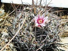 Echinofossulocactus ochoterenaus