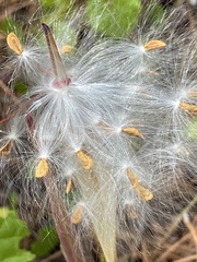 Asclepias pedicellata