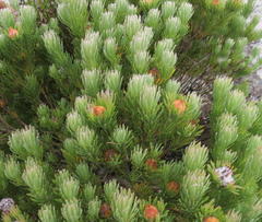 Leucadendron dregei