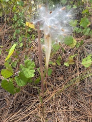 Asclepias pedicellata