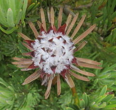 Leucadendron dregei