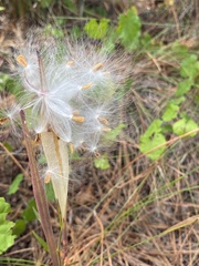 Asclepias pedicellata