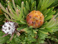 Leucadendron dregei