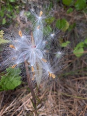 Asclepias pedicellata