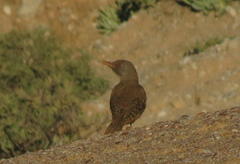 Geocolaptes olivaceus