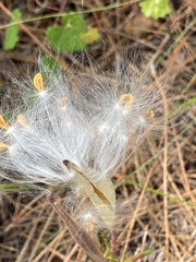 Asclepias pedicellata