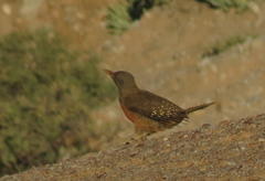 Geocolaptes olivaceus