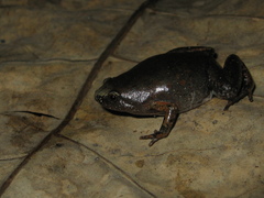 Chiasmocleis avilapiresae