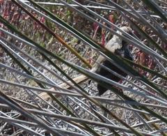 Phragmacia substriata