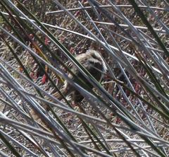 Phragmacia substriata