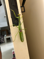 Stagmatoptera hyaloptera