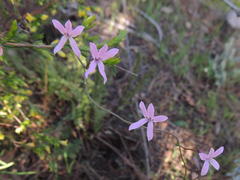 Cyphia digitata digitata