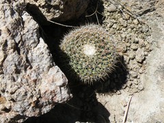 Mammillaria wagneriana