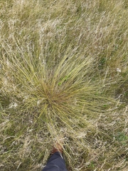 Carex muricata pairae